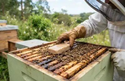 Como Alimentar Abelha Apis com Pasta Proteica