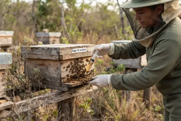 Como Alimentar Abelha Bugia na Seca Passo a Passo