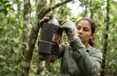 Como Capturar Abelha Mandaçaia na Natureza com Isca PET de Forma Correta