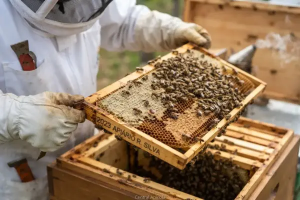 Como Controlar o Ácaro Varroa na Colmeia de Apis