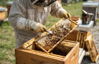 Como Eliminar a Traça da Cera da Caixa de Abelha Sem Danificar os Favos