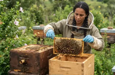 Como Fazer Divisão de Colônia de Abelha Jataí Passo a Passo