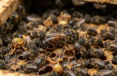 Como Identificar a Rainha da Abelha Mandaçaia