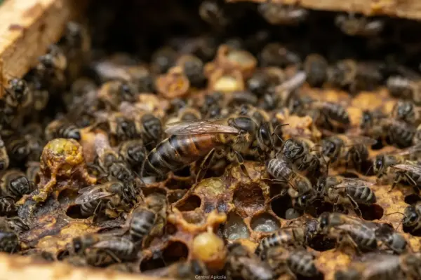 Como Identificar a Rainha da Abelha Mandaçaia