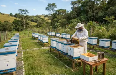 Como instalar e organizar um apiário com segurança segurança Prática