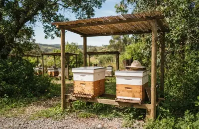 Como proteger o apiário e a caixa de abelha do sol forte