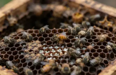Como Saber se a Abelha Uruçu Amarela Está com Postura