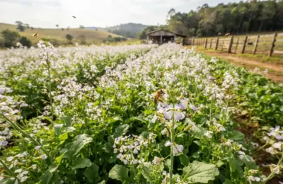Pasto Apícola: Como Plantar Nabo Forrageiro