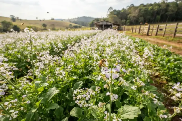 Pasto Apícola: Como Plantar Nabo Forrageiro