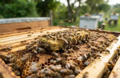 Alimentação proteica para abelhas descubra opções eficazes em 2026