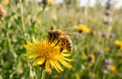 Apis mellifera em 2026 revela segredos da abelha mais estudada
