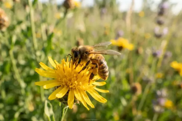 Apis mellifera em 2026 revela segredos da abelha mais estudada
