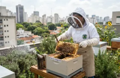 Licenciamento de apiário urbano em 2026 revela mudanças e novas regras