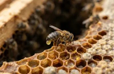 Microbioma intestinal de abelhas revela segredos da saúde (2026)