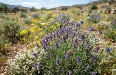 11 Plantas melíferas para seca que atraem abelhas no campo em 2026