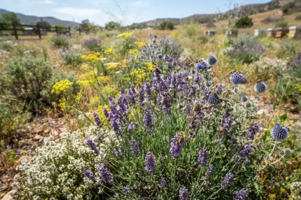 11 Plantas melíferas para seca que atraem abelhas no campo em 2026