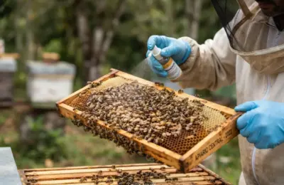 Como Alimentar Abelha Apis com Promotor de Crescimento?