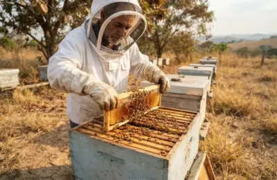 Como Alimentar Abelha no Período de Seca?