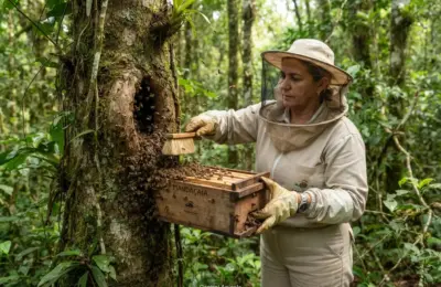 Como Capturar Enxame de Abelha Mandaçaia na Natureza?