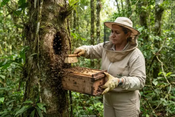 Como Capturar Enxame de Abelha Mandaçaia na Natureza?