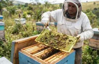 Como Coletar Própolis Verde na Caixa de Abelha?