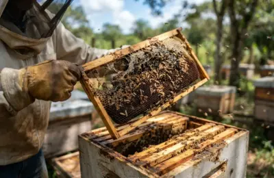Como Eliminar Traça da Cera no Apiário?