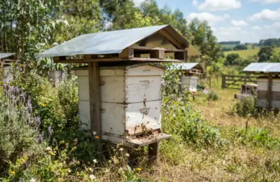 Como Proteger a Caixa de Abelha do Sol Forte?