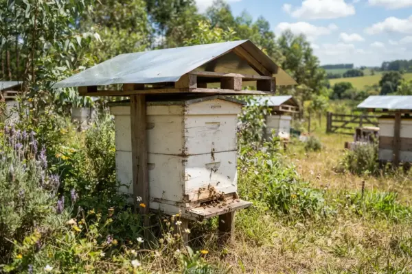 Como Proteger a Caixa de Abelha do Sol Forte?