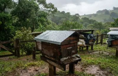 Como Proteger a Colmeia da Chuva Forte?