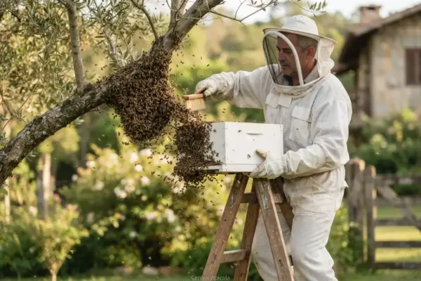 Descubra como se livrar de enxame de abelhas com segurança