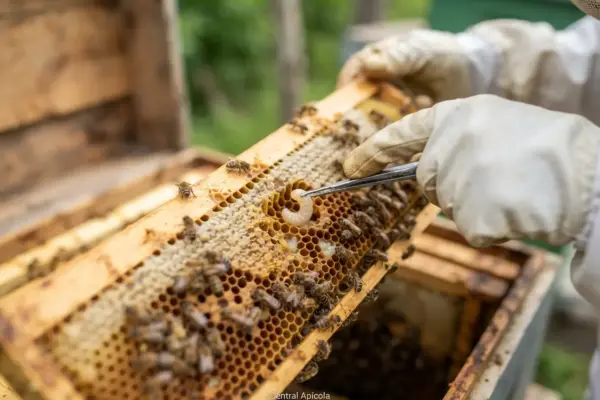 Como Tratar Cria Encalhada na Colmeia?