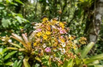 Conheça 11 espécies de abelhas sem ferrão mais fascinantes