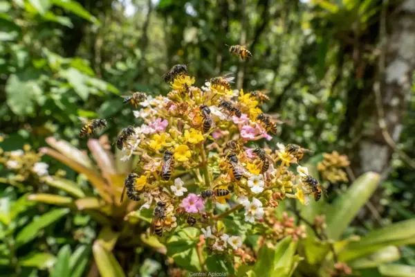 Conheça 11 espécies de abelhas sem ferrão mais fascinantes