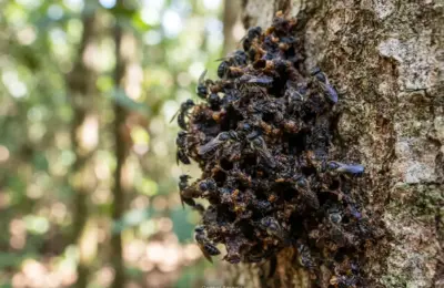 Abelha arapuá é perigosa? Veja os riscos e como se proteger
