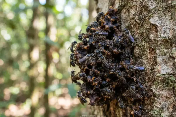 Abelha arapuá é perigosa? Veja os riscos e como se proteger
