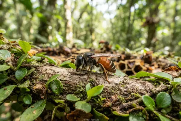 Abelha uruçu tem ferrão? Descubra a verdade e os cuidados